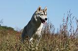 SIBERIAN HUSKY 640